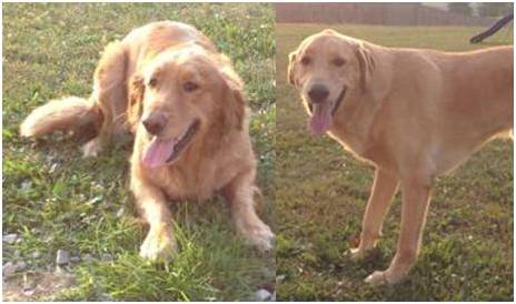 Two images of a golden retriever, one lying on the grass and the other standing, both in daylight.