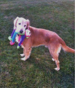 A golden retriever holding multiple toys in its mouth while standing on grass.