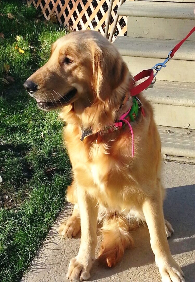 A golden retriever sitting on the steps outdoors, leashed and looking to the side.