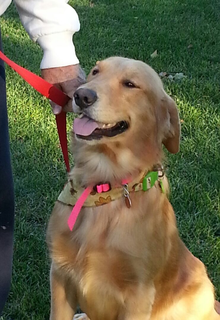 A smiling golden retriever on a leash in a grassy area.
