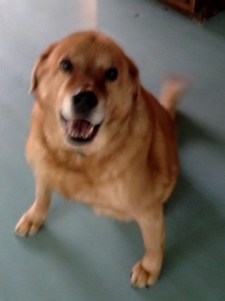 A blurry image of a sitting golden retriever smiling at the camera.