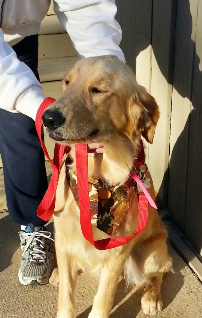A golden retriever wearing a red harness squints in the sunlight while standing beside a person.