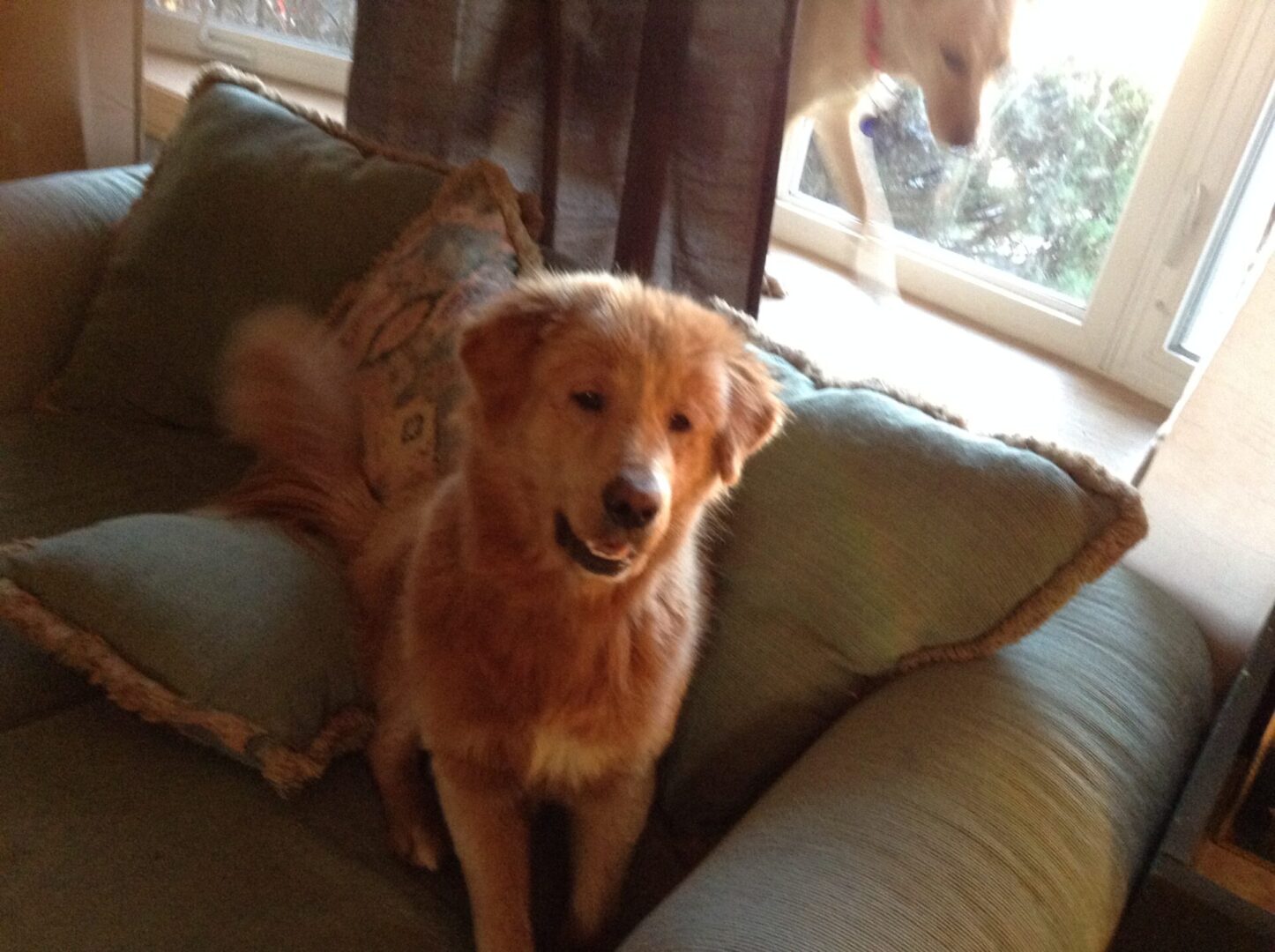 A golden dog sitting on a green couch with a pillow, glancing back with a reflection visible in the window.