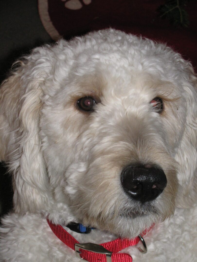 Close-up of a white dog with a red collar.