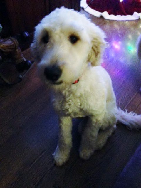 A white dog sitting indoors with blurred christmas lights in the background.