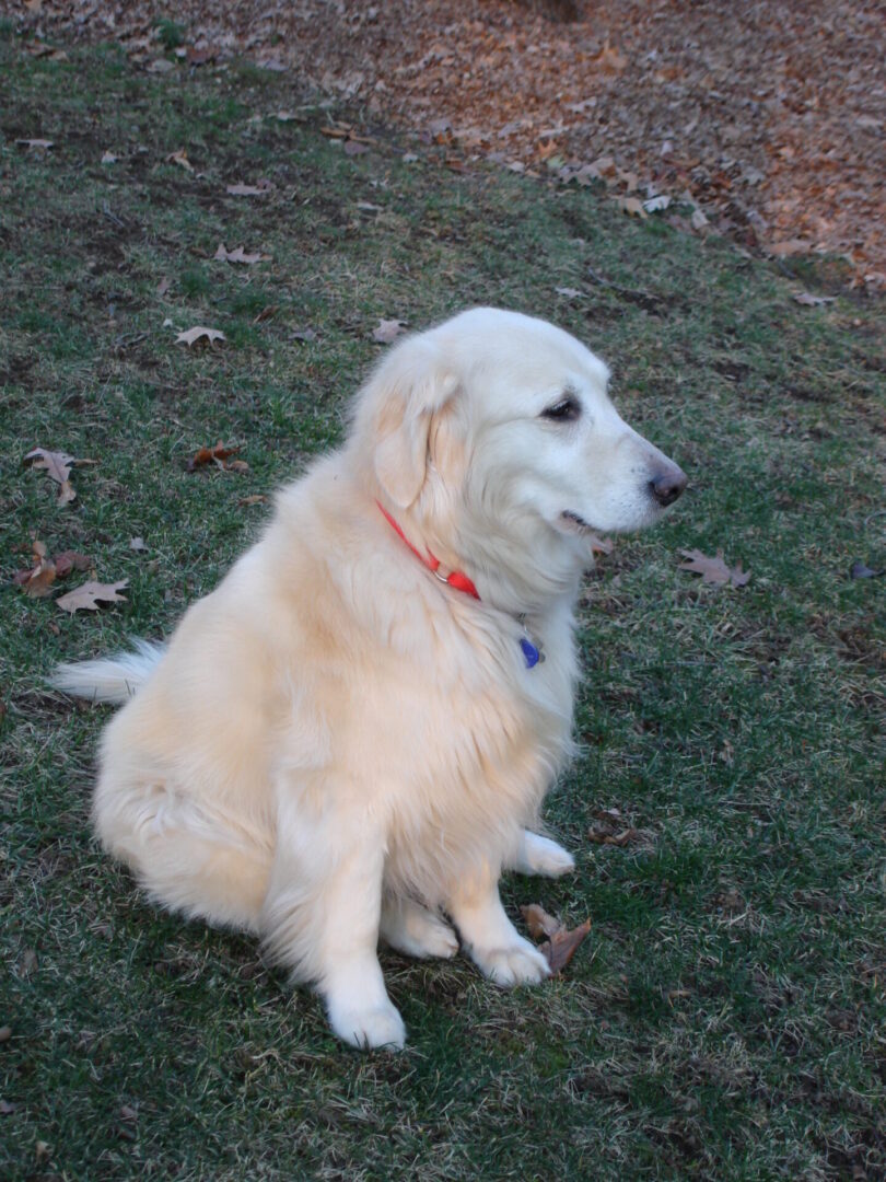 Golden retriever sitting on grass with autumn leaves in the background.