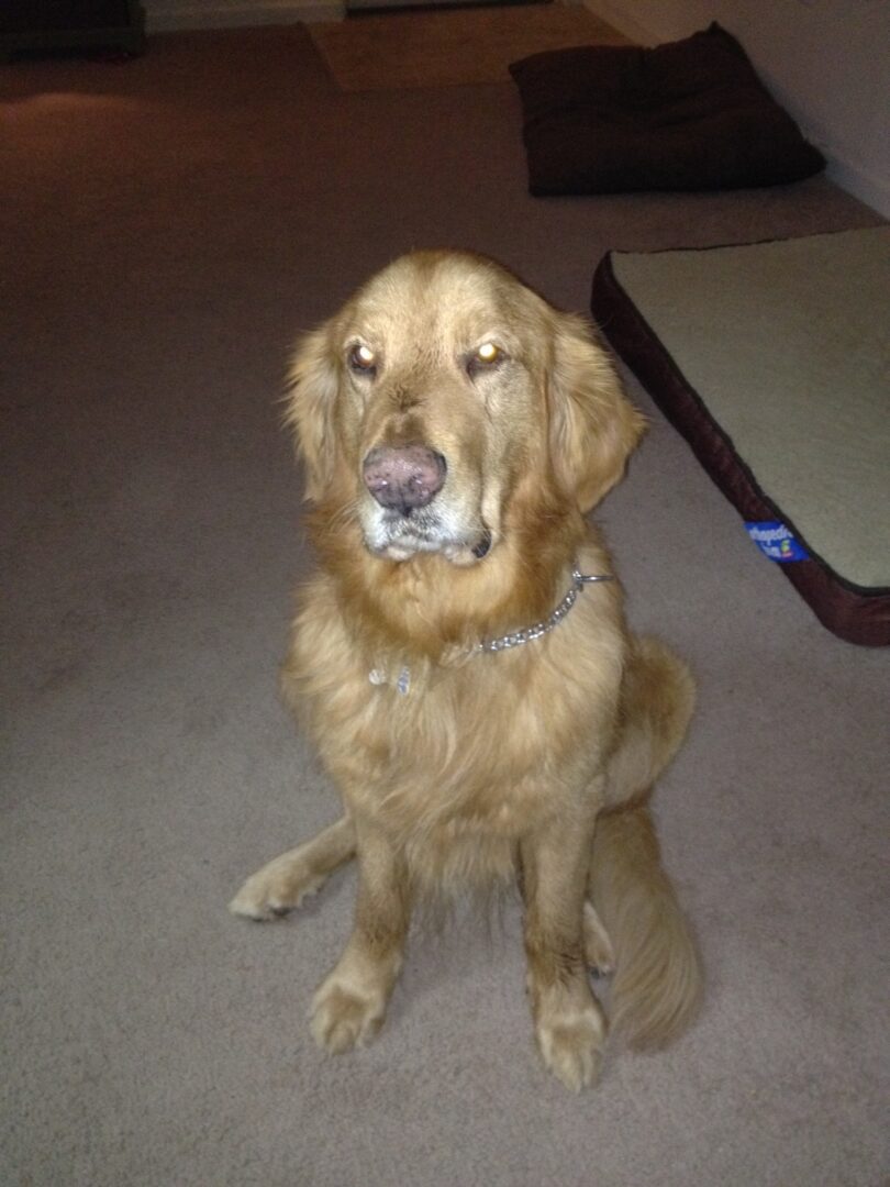 A sitting golden retriever looking directly at the camera indoors.