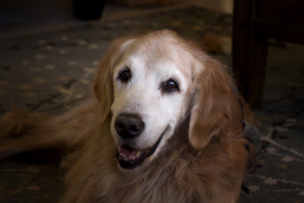 A senior golden retriever lying on the floor with a gentle expression.