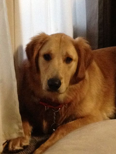 A golden retriever sitting indoors with a curious expression.