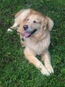 Golden retriever lying on the grass with its leash in its mouth.