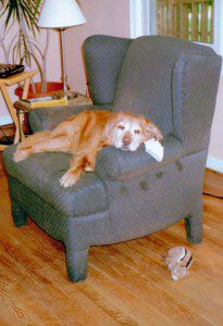 Golden retriever lying comfortably on an armchair in a living room.