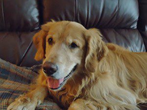 Golden retriever relaxing on a couch.