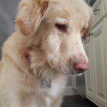 A close-up of a golden retriever looking to the side with a thoughtful expression.