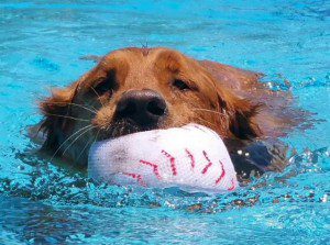 Golden retriever swimming with a baseball in its mouth.