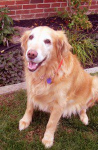 Golden retriever sitting on grass with a happy expression.