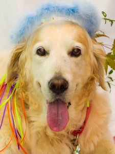 Golden retriever wearing a colorful party hat and ribbons.