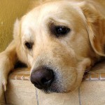 92246580-lost-dog-632x475-150x150