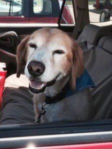 A dog wearing a blue bandana sitting in the passenger seat of a red vehicle, appearing to smile.