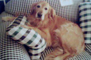 A golden retriever lying on a checkered couch with cushions.