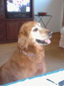 Golden retriever sitting indoors with a television in the background.