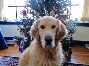 Golden retriever sitting in front of a decorated christmas tree.