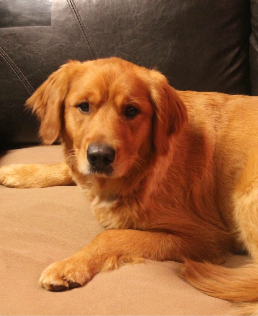 A golden retriever lying on a brown couch.