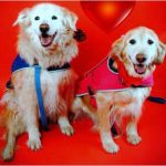 Two smiling golden retrievers dressed in blue and pink vests on a red background.
