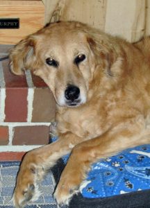 A golden retriever resting on a cushion by a brick fireplace.