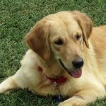 Golden retriever laying on grass.