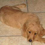 A golden retriever puppy lying on a tiled floor.