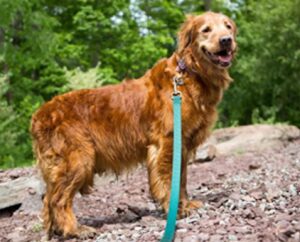 A golden retriever on a leash standing on a rocky path with trees in the background.