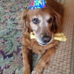 A golden retriever dog wearing a birthday hat and holding a bone in its mouth.
