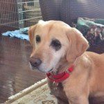 A golden retriever wearing a red collar indoors.