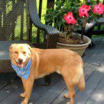 A golden dog wearing a blue bandana on a wooden deck with pink flowers in the background.