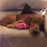 A brown dog sleeping on a couch with a pink toy.