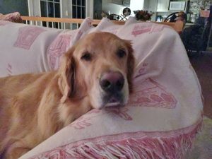 A golden retriever resting its head on the edge of a couch covered with a pink blanket.