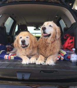 Two golden retrievers sitting in the trunk of an suv.