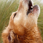 golden-Singing-150x150