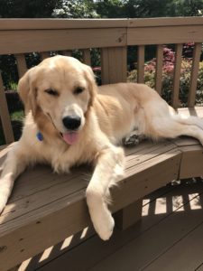 A golden retriever lounging on a wooden deck with its front leg hanging off the side.