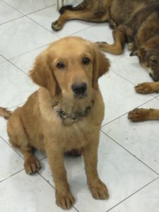 A golden retriever puppy sitting upright on a tiled floor with two other dogs lying down in the background.