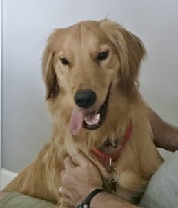 A golden retriever being petted by a person.