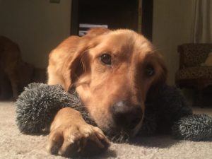 Golden retriever lying on the carpet with a plush toy.