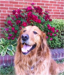 Golden retriever sitting in front of a blooming rose bush.