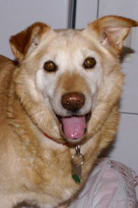 A smiling tan dog with a collar and tags looking at the camera.