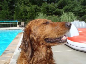 Wet golden retriever enjoying the sun by the pool.