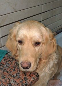 A golden retriever with a subdued expression sitting indoors.