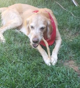 Golden retriever with a red bandana lying on the grass.