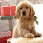 Golden-gift-wrap-1-150x150