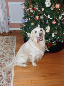 A happy dog sitting in front of a decorated christmas tree.