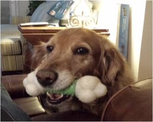 Golden retriever holding a green toy in its mouth.